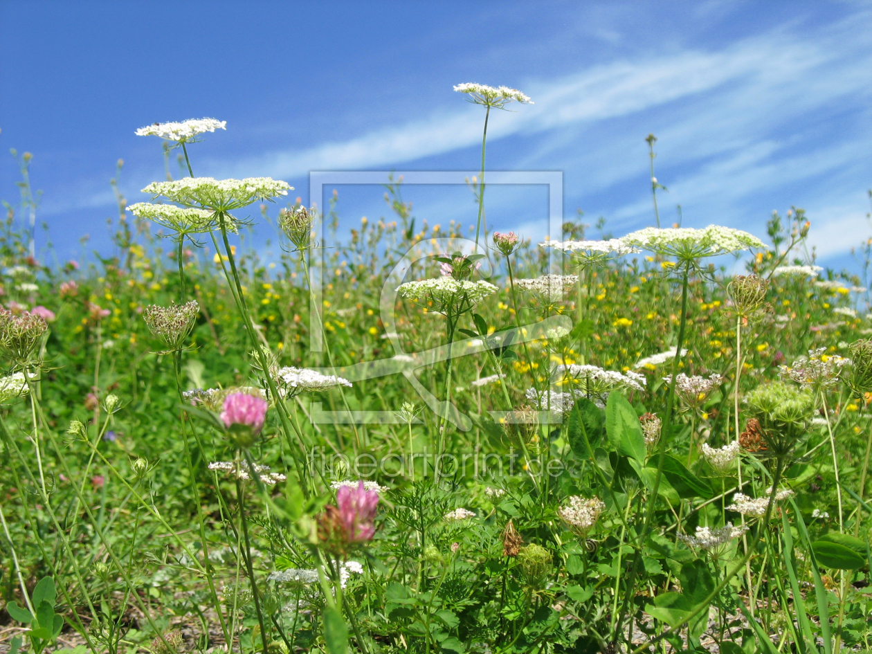 Bild-Nr.: 10091842 Natürliche Wildblumenwiese erstellt von ursand