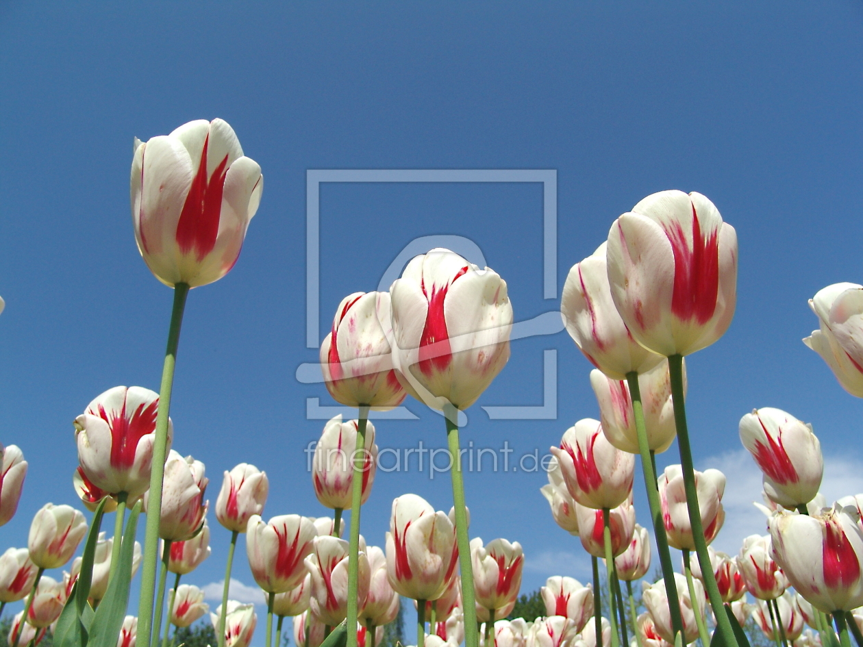Bild-Nr.: 10125220 Weisse Tulpen erstellt von wahiel54