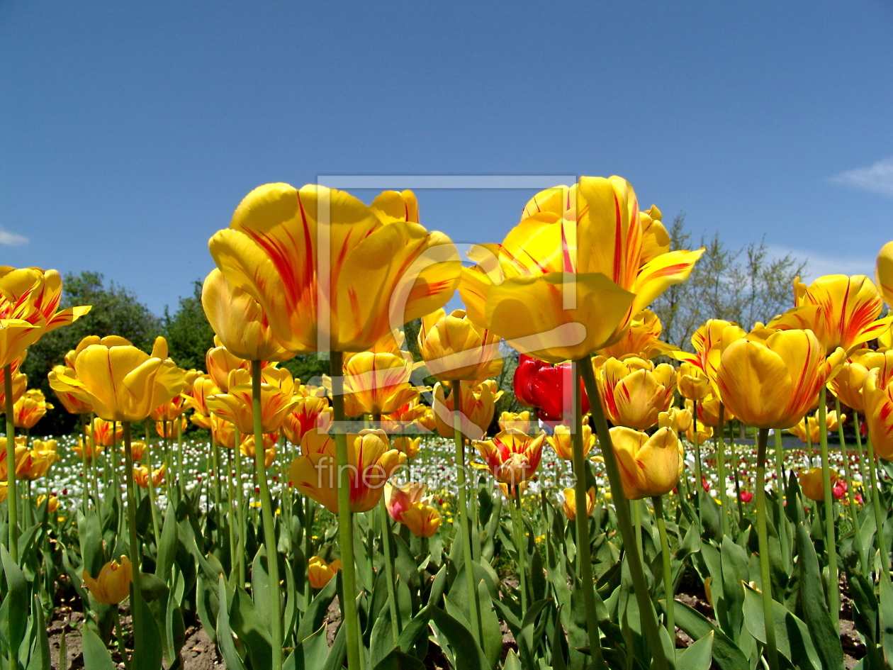 Bild-Nr.: 10126408 Tulpenparadies erstellt von wahiel54