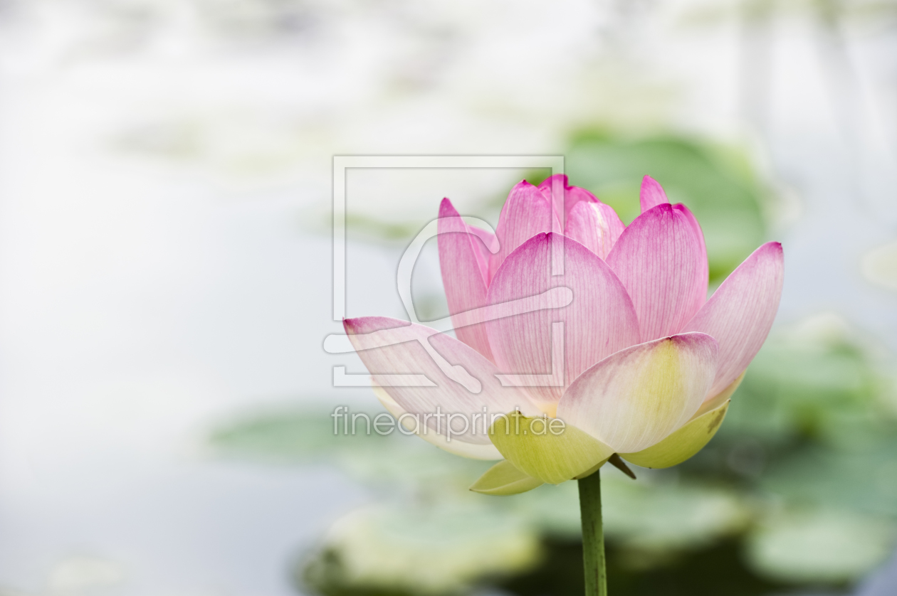 Bild-Nr.: 10132530 rosa Lotus erstellt von danielschoenen