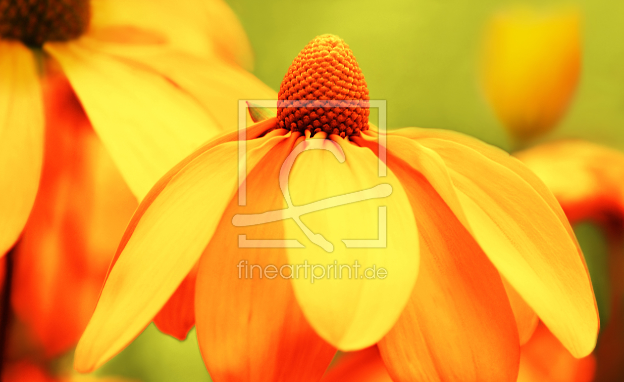 Bild-Nr.: 10175081 Sommerblumen erstellt von Atteloi
