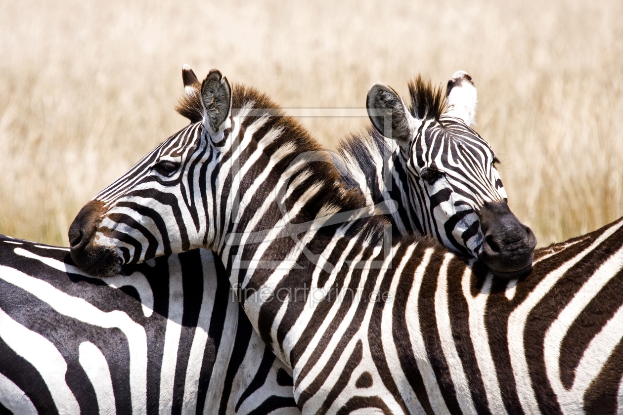 Bild-Nr.: 10195829 Zuneigung erstellt von Safarifotografie