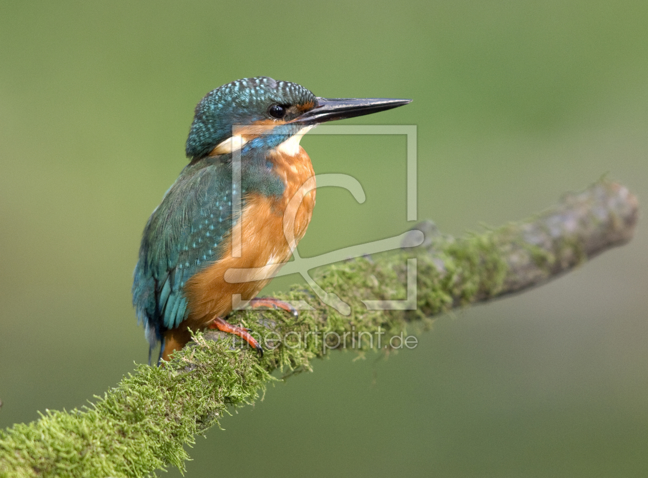 Bild-Nr.: 10244527 eisvogel..... erstellt von karl-j. gramann