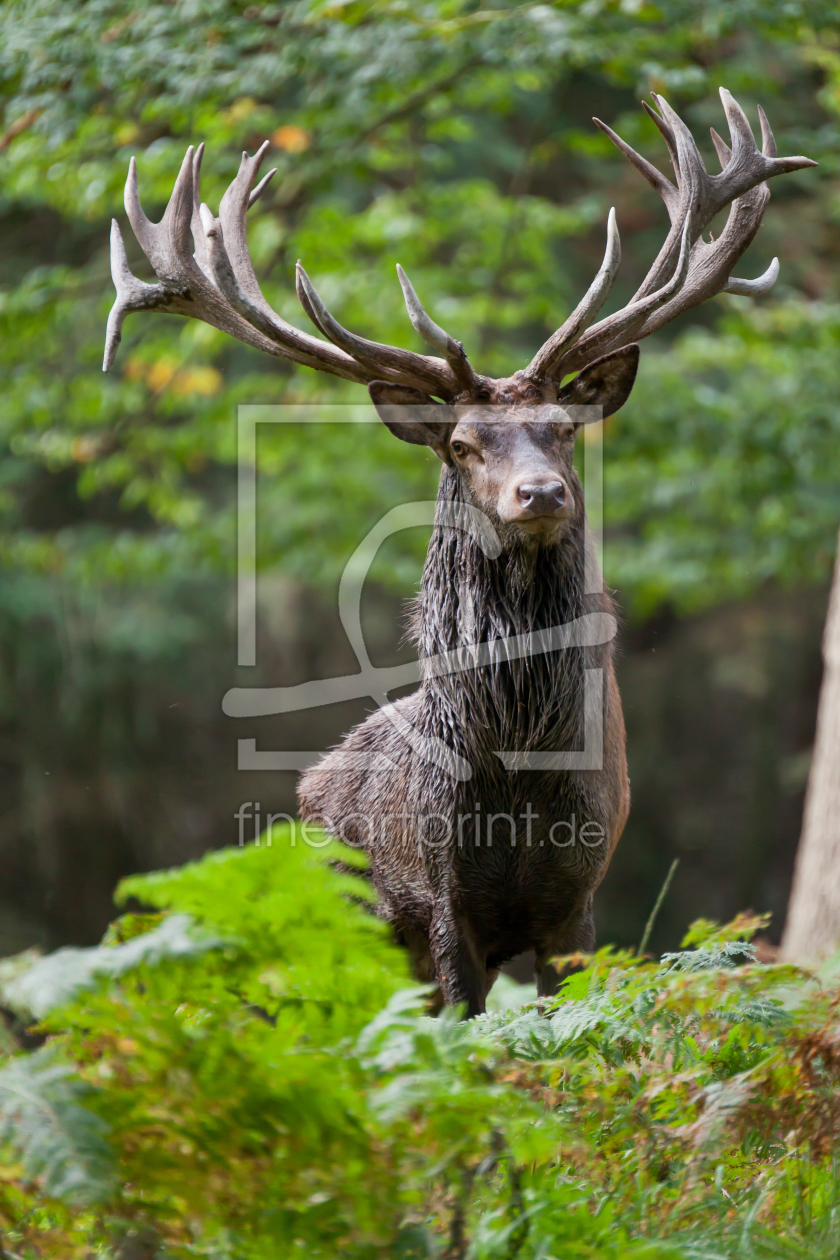 Bild-Nr.: 10262501 Hirsch_in_der_Brunft_3 erstellt von pixelschmied