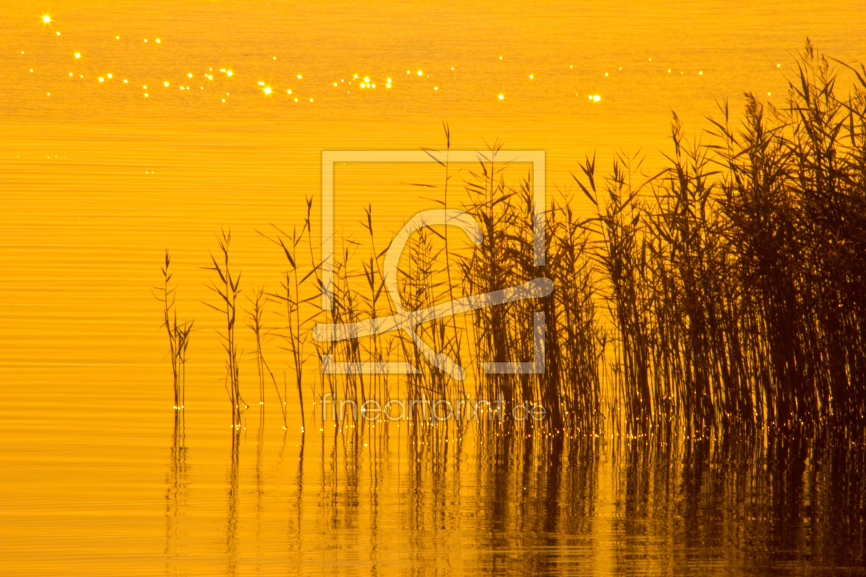 Bild-Nr.: 10292173 Schilf im Sonnenaufgang erstellt von Stephanie Stephanie Dannecker