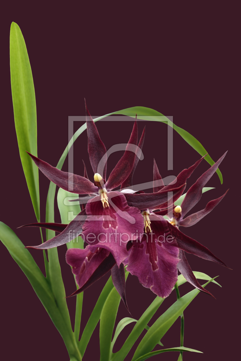 Bild-Nr.: 10302033 Orchidee - Miltassia Royal Robe erstellt von Callisto