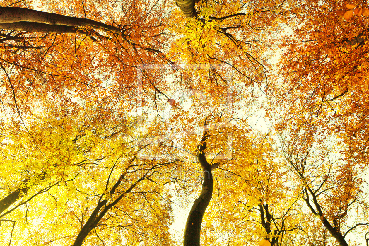 Bild-Nr.: 10312003 Herbstdach erstellt von Timo Geble
