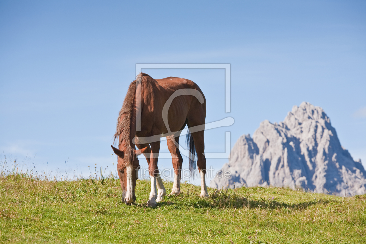 Bild-Nr.: 10358537 Pferdesommer in den Bergen erstellt von EderHans