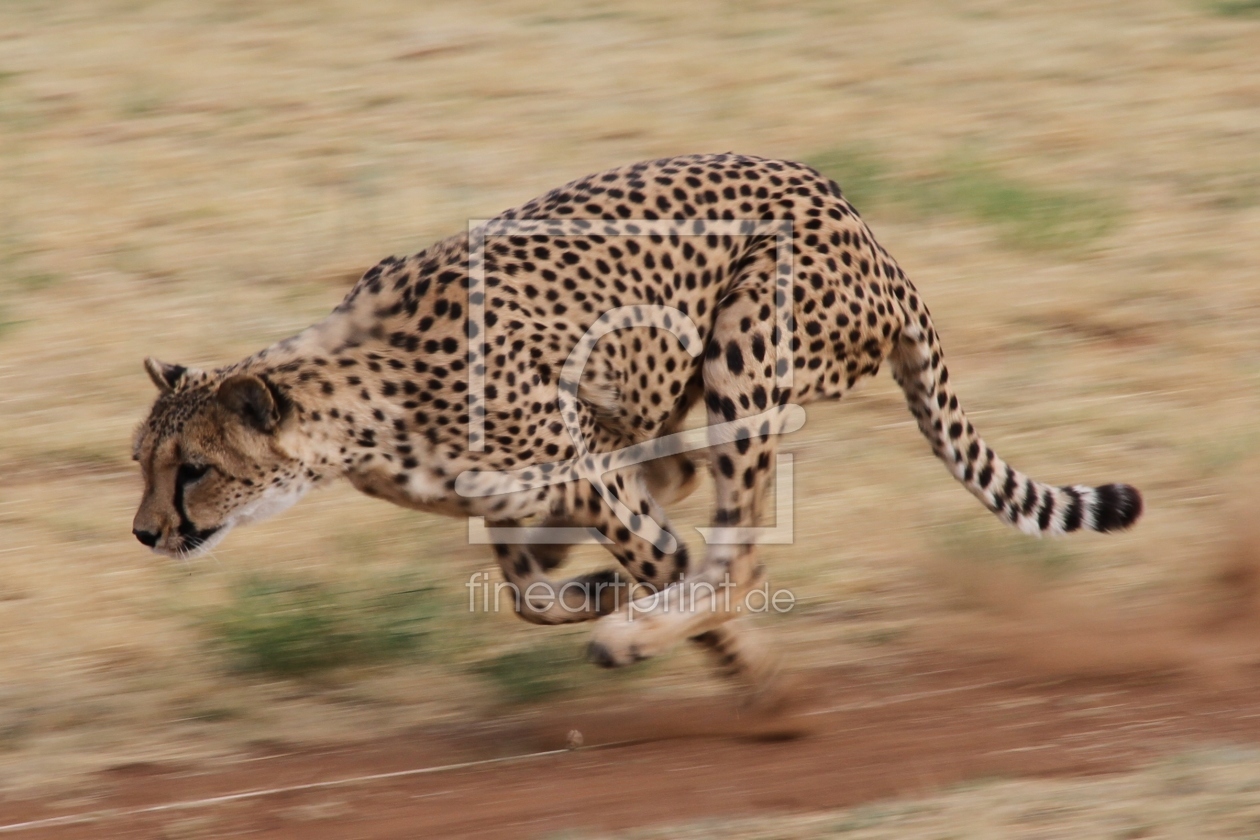 Bild-Nr.: 10371311 Running Cheetah erstellt von arno-geertsema