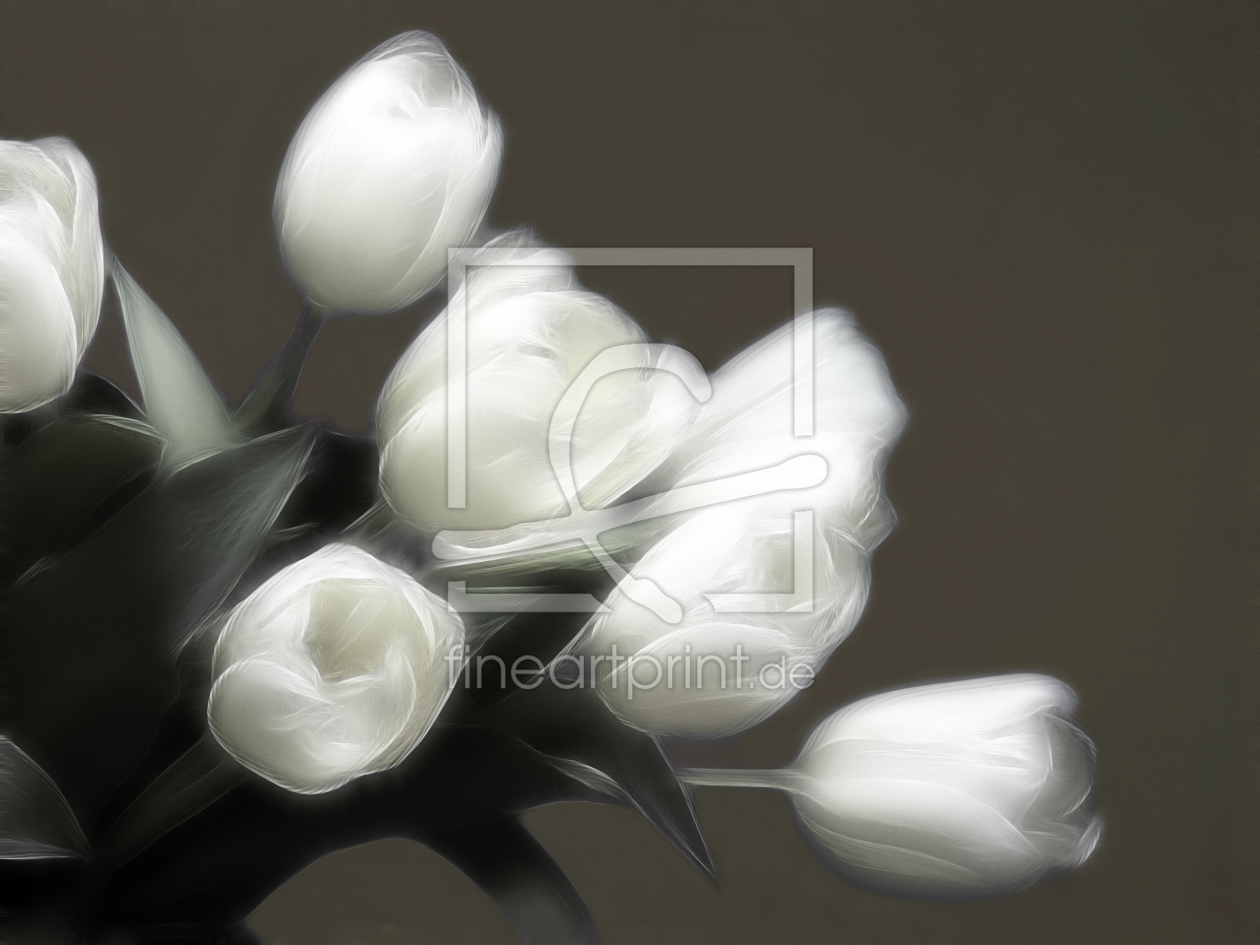 Bild-Nr.: 10423991 white tulips erstellt von Gisela Baiker