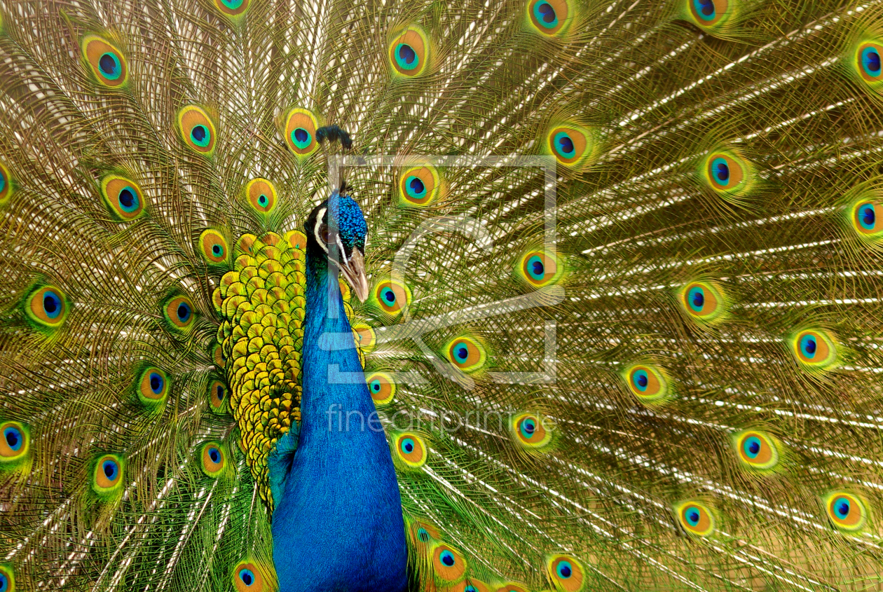 Bild-Nr.: 10508299 Blauer Pfau (Pavo cristatus) erstellt von WildlifePhotography