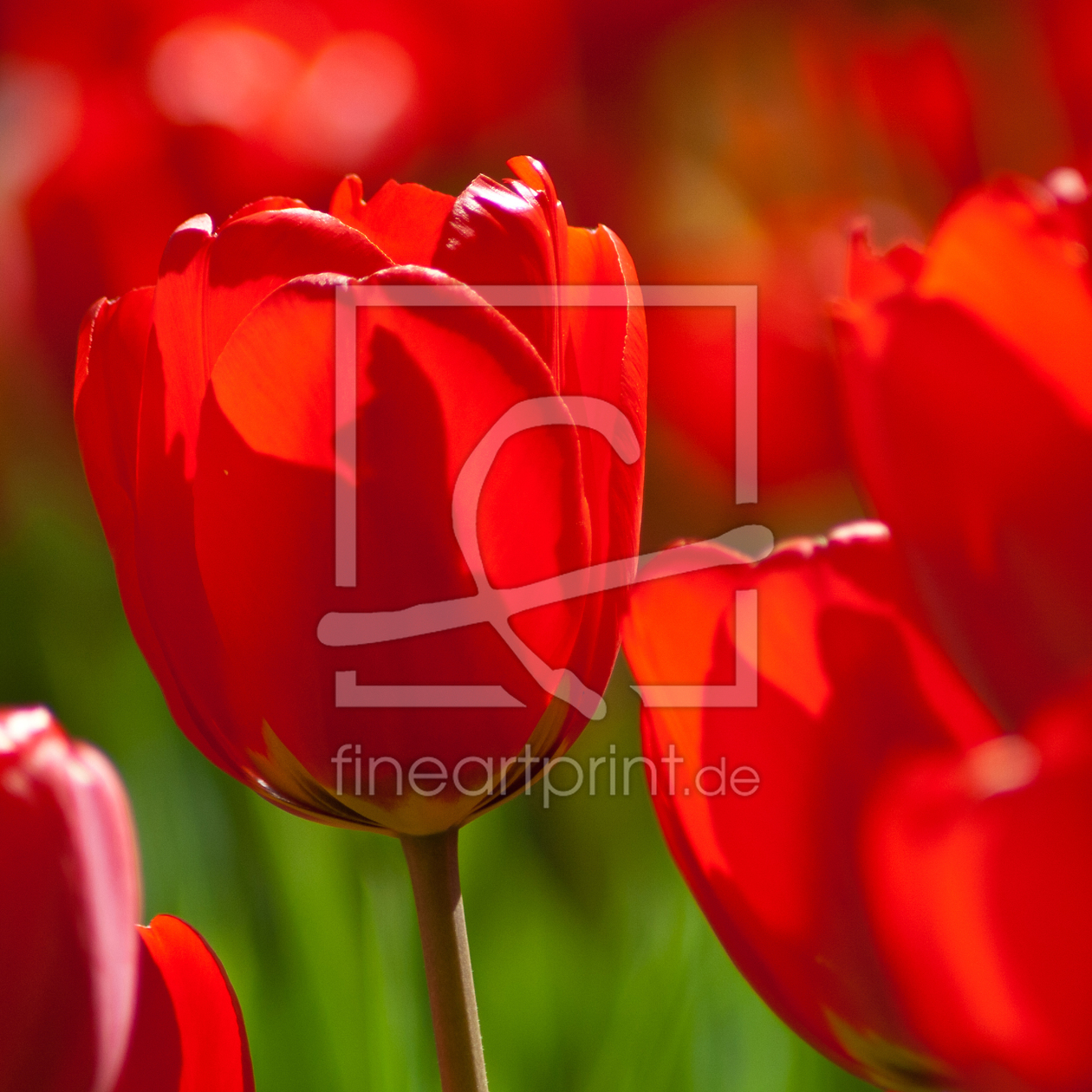 Bild-Nr.: 10509323 rote Tulpen in der Sonne erstellt von Anja Schäfer