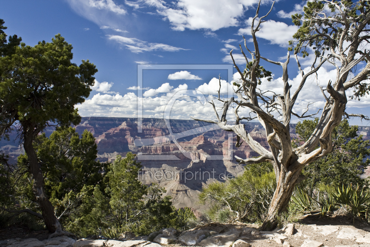 Bild-Nr.: 10515737 Tree at Grand Canyon erstellt von SLSepp