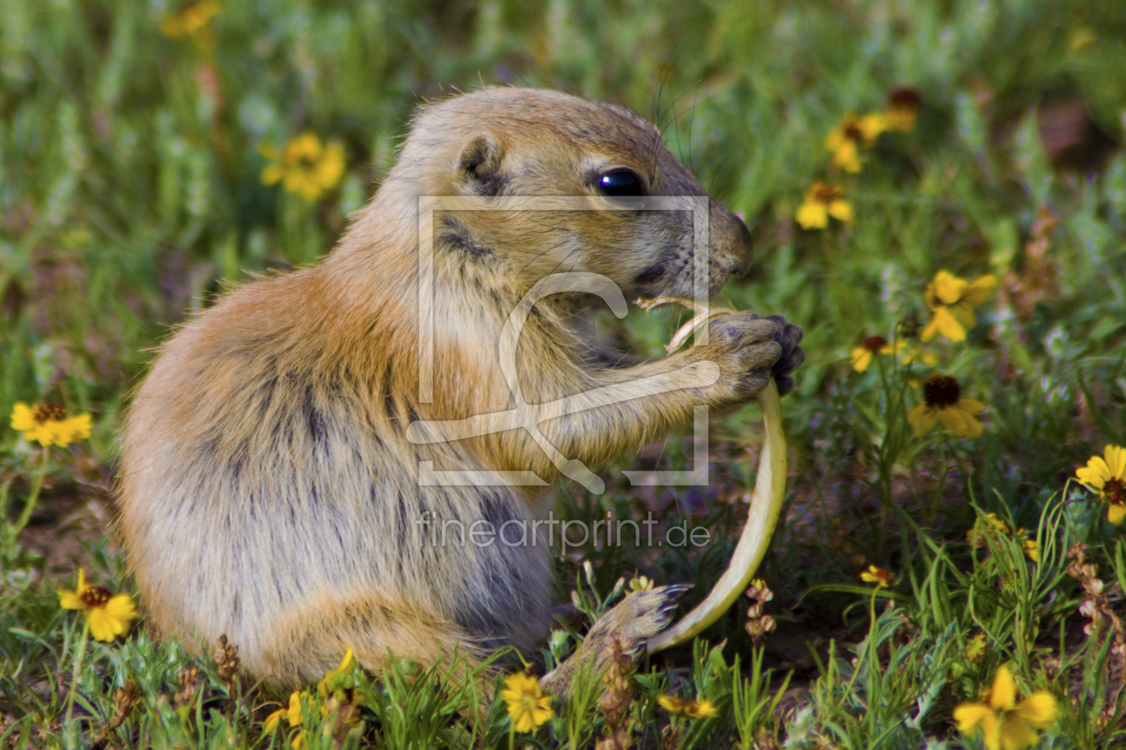 Bild-Nr.: 10519105 Kleiner Mann mit Naturpommes neu erstellt von SLSepp