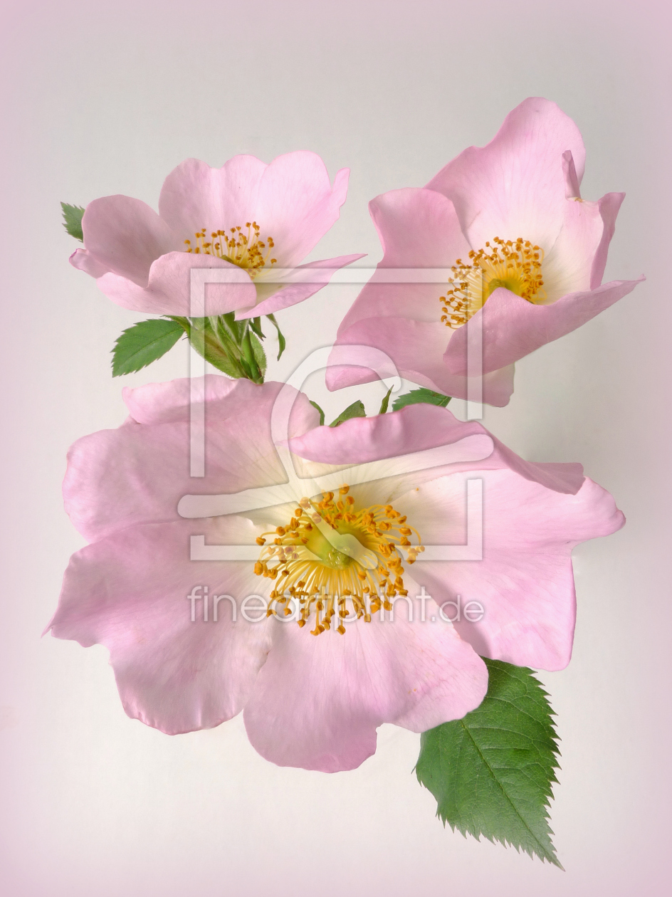 Bild-Nr.: 10537693 wild roses erstellt von Rolf Eschbach