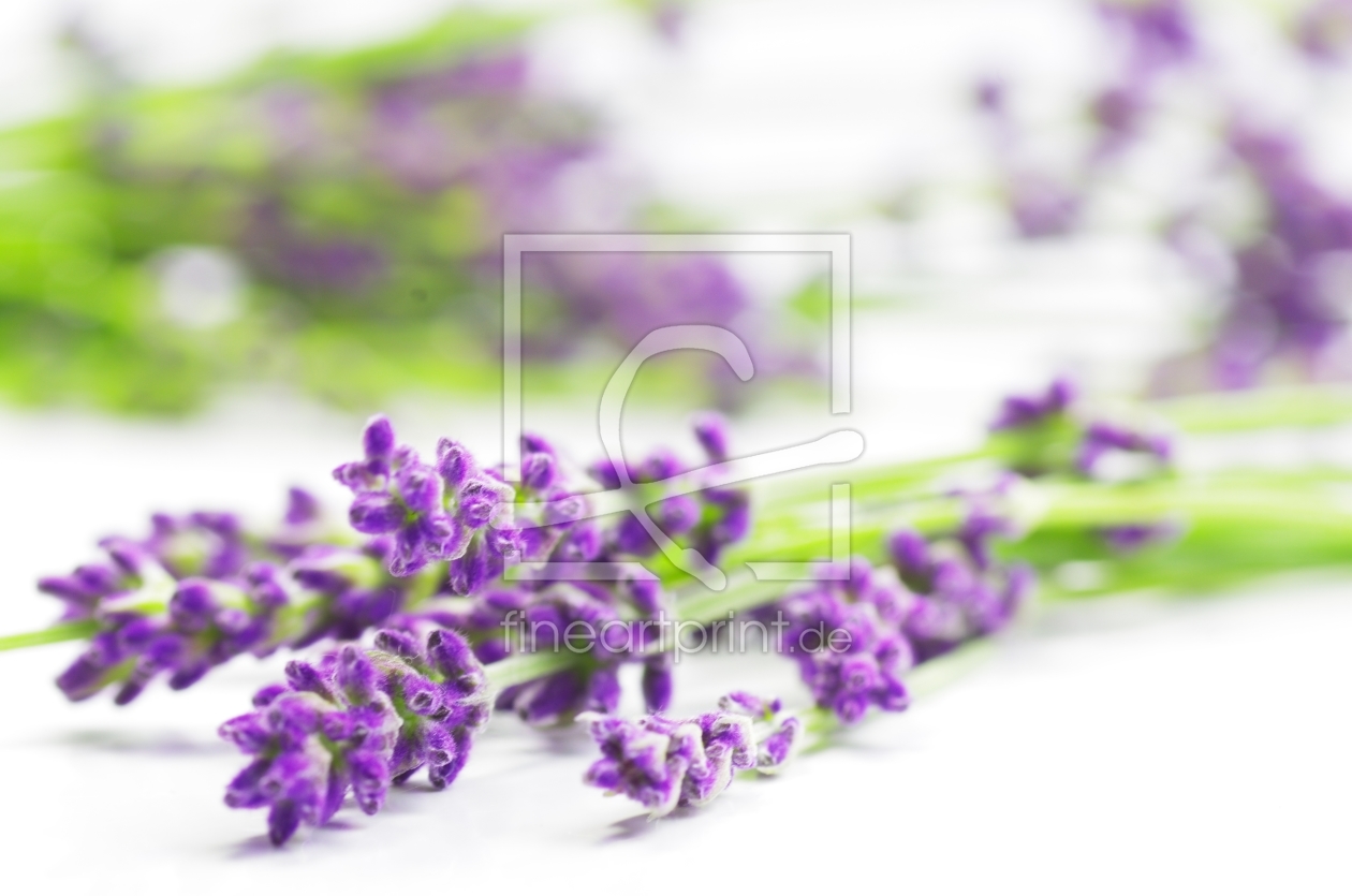 Bild-Nr.: 10547333 Lavendel Blüten erstellt von Tanja Riedel