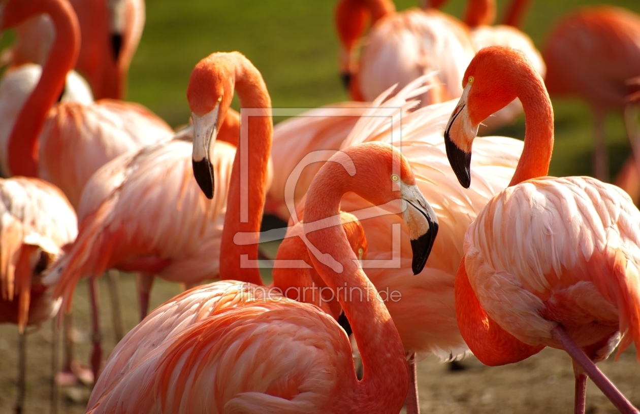 Bild-Nr.: 10587243 Flamingos in der Gruppe erstellt von Ina  Penning