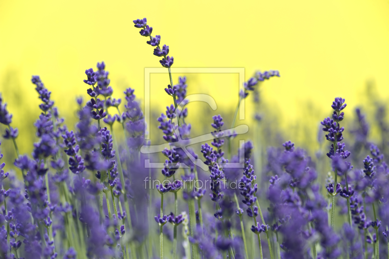 Bild-Nr.: 10644684 Lavendel #1 erstellt von danielschoenen
