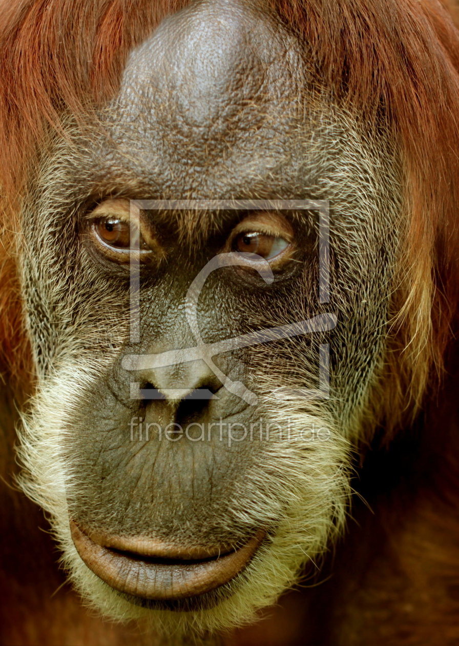 Orang utan version zwei hochformat als tapete von hultsch, heike er...