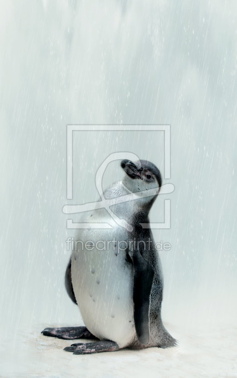 Bild-Nr.: 10669746 Pinguin - Vogelpark Marlow -  erstellt von Heike  Hultsch