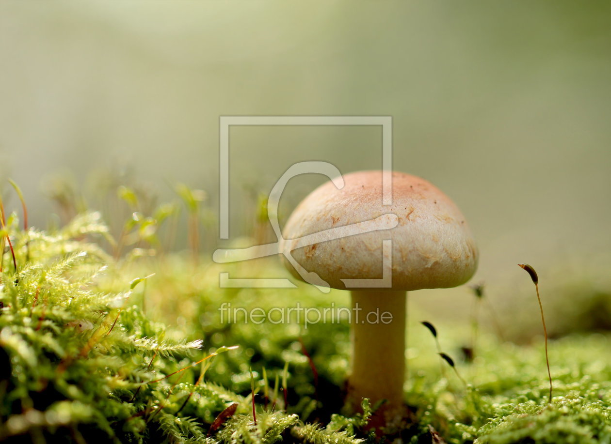 Bild-Nr.: 10671910 Kleiner Pilz im Wald erstellt von Heike  Hultsch