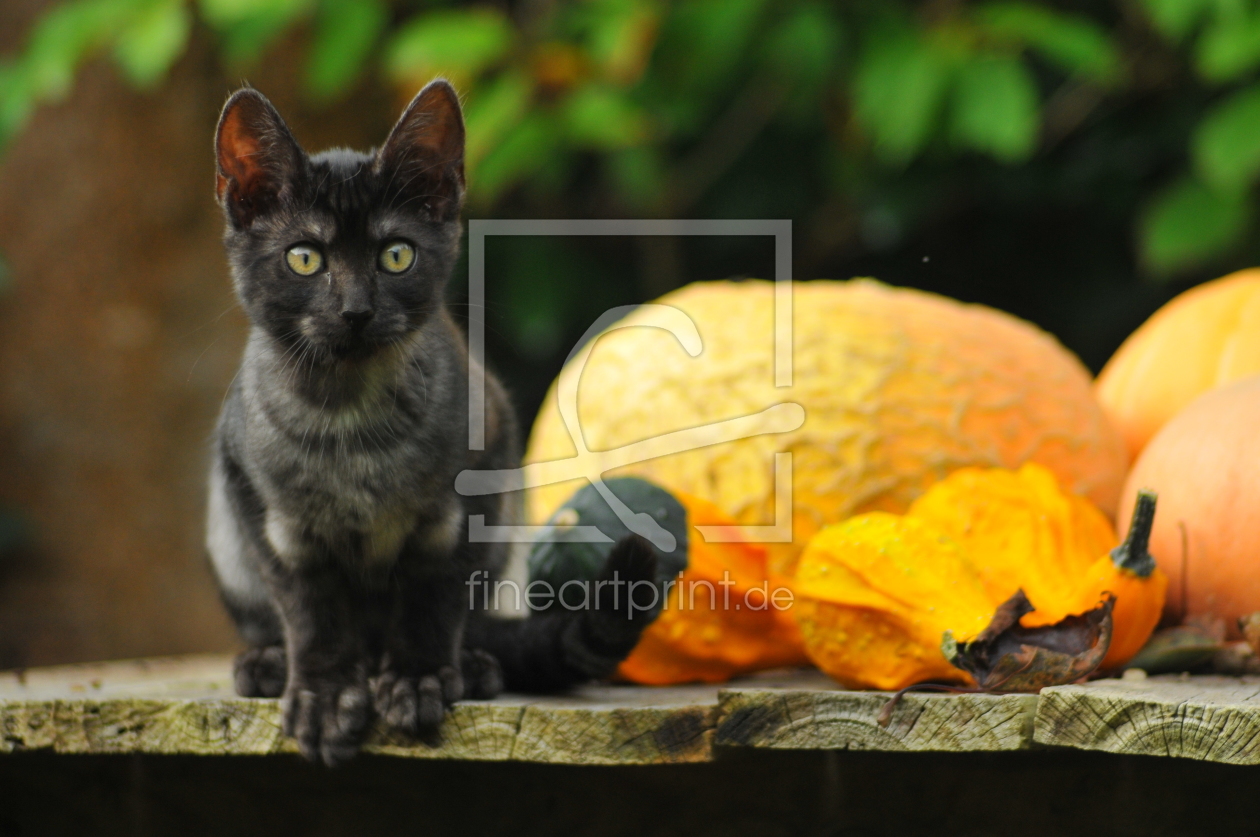 Bild-Nr.: 10687860 Herbstkatze erstellt von NiKu