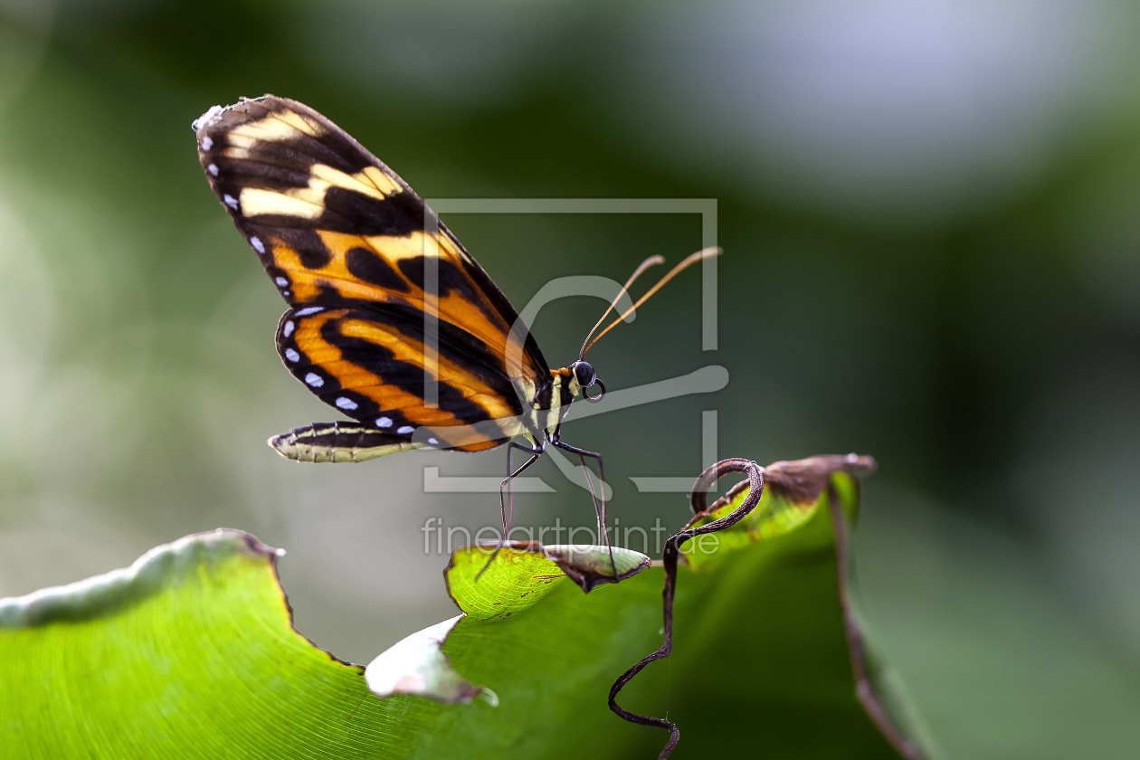 Bild-Nr.: 10700335 Schmetterling erstellt von Klaus Kehrls