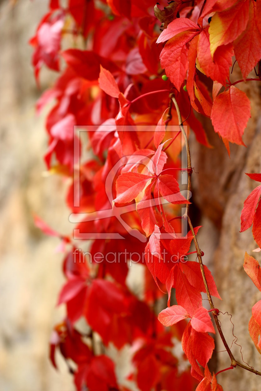 Bild-Nr.: 10701827 Die schönsten Farben des Herbstes - 4 - erstellt von Heike  Hultsch