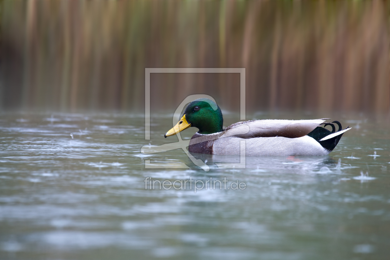 Bild-Nr.: 10728085 Donald im Regen erstellt von Thomas Herzog