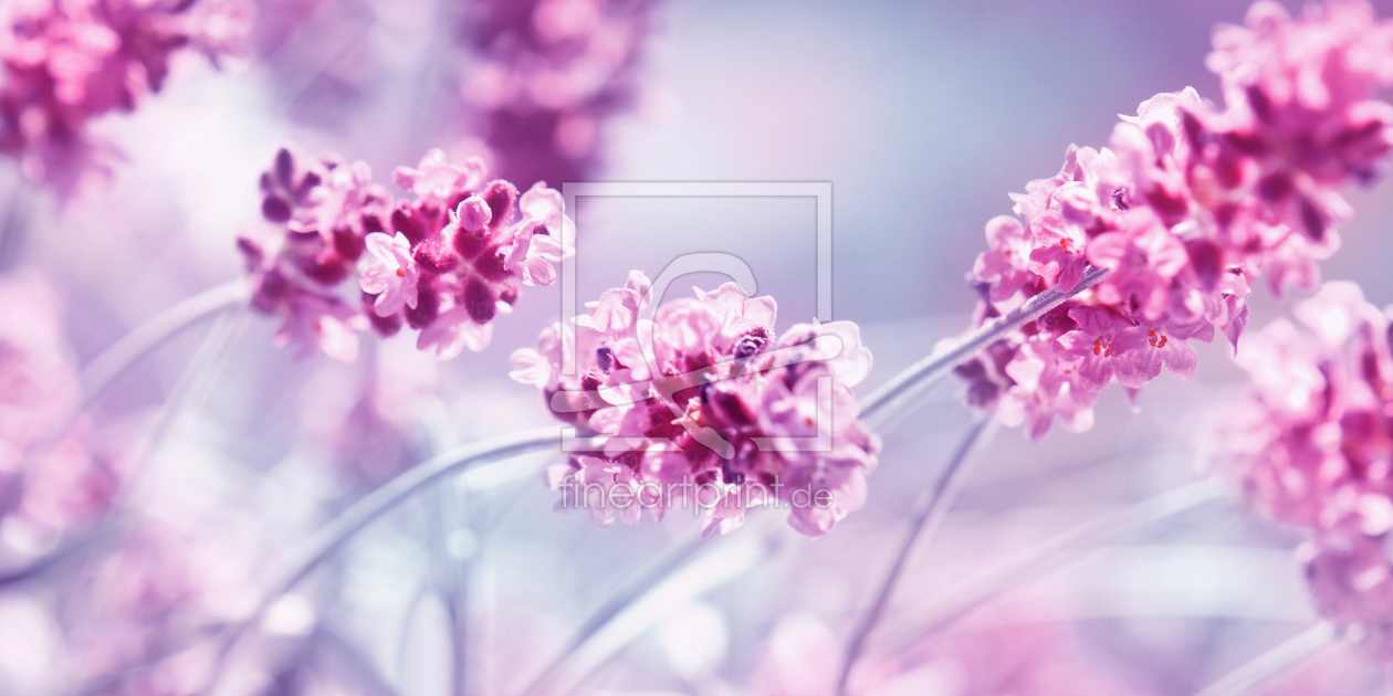 Bild-Nr.: 10761259 Lavendel erstellt von Atteloi
