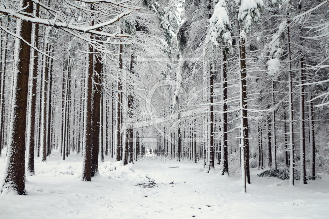 Bild-Nr.: 10817303 Frostiger Wald erstellt von r3novatio