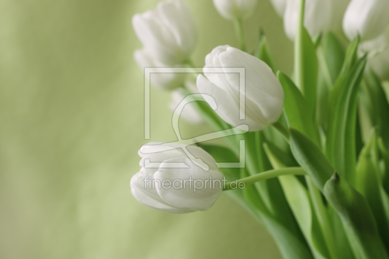 Bild-Nr.: 10847419 Weiße Tulpen erstellt von eve-m