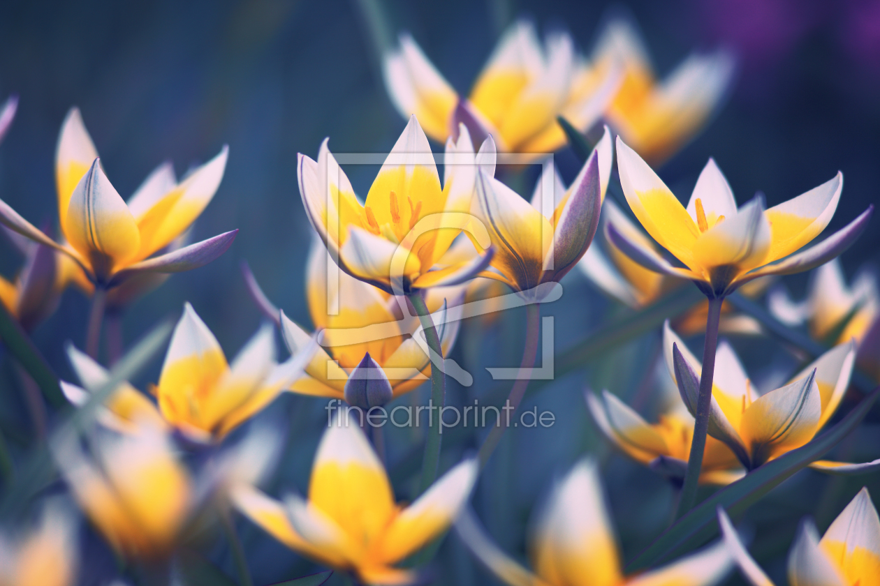 Bild-Nr.: 10924639 Wilde Tulpen erstellt von FotoDeHRO
