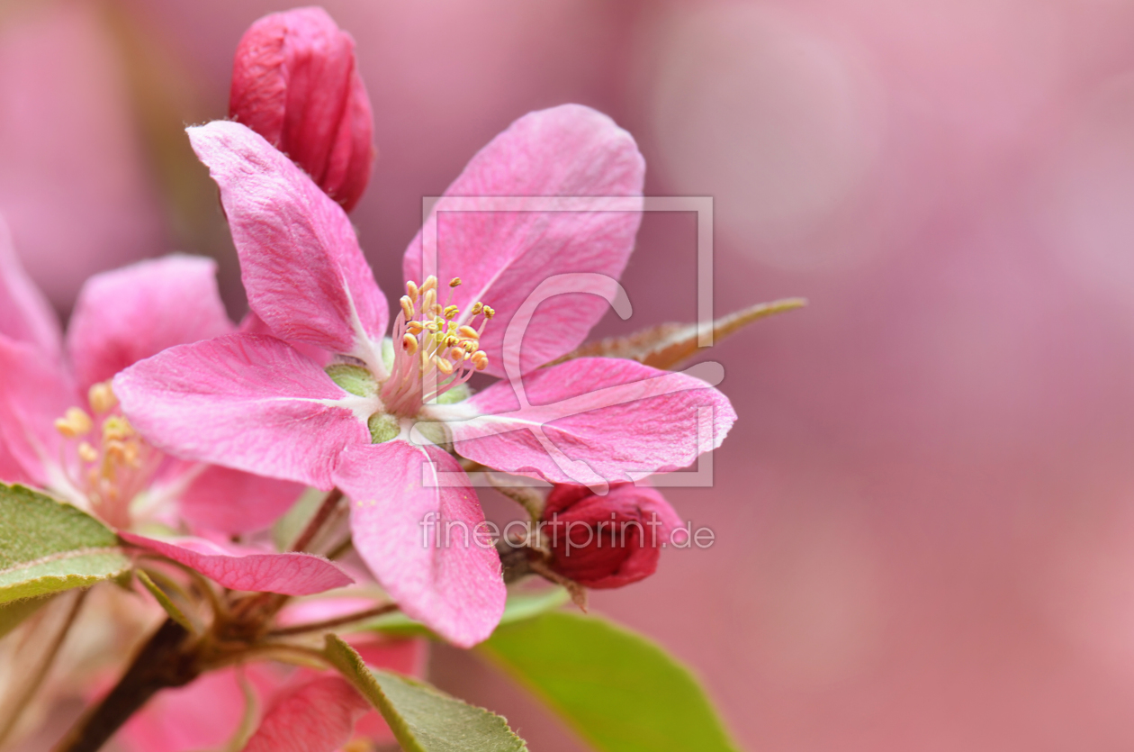 Bild-Nr.: 10925141 Frühlingsblüte erstellt von Atteloi