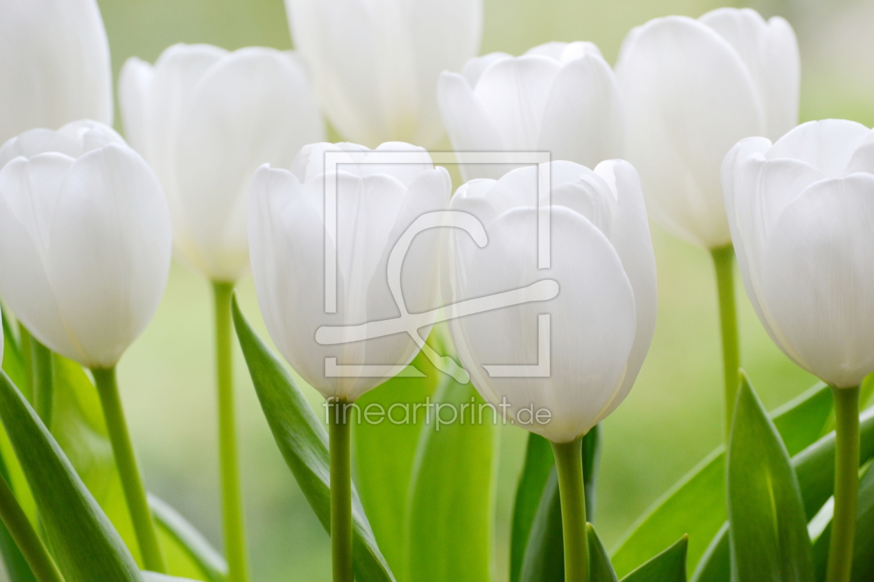 Bild-Nr.: 10931793 Tulpen erstellt von Elvira Seiler