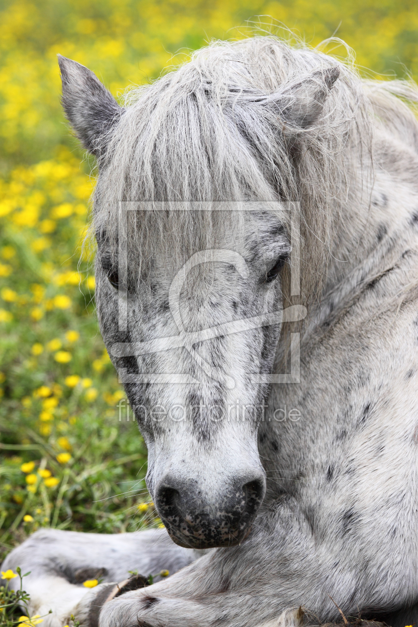 Bild-Nr.: 10973506 Pony auf der Blumenwiese erstellt von ropo13