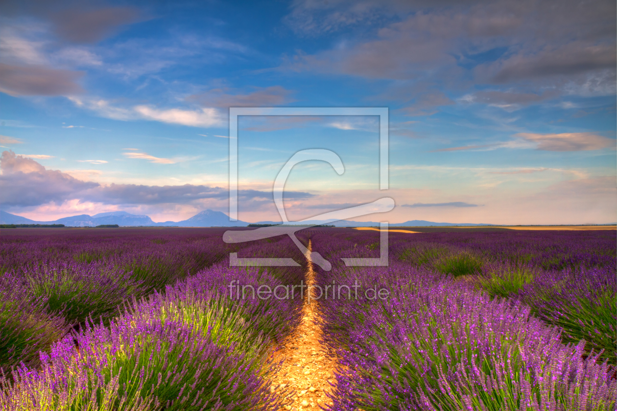 Bild-Nr.: 10990484 Lavendelfeld in voller Blüte erstellt von Circumnavigation