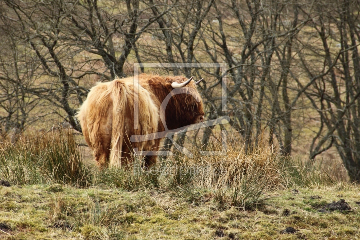 Bild-Nr.: 10999106 Highland Cow erstellt von kroepfli