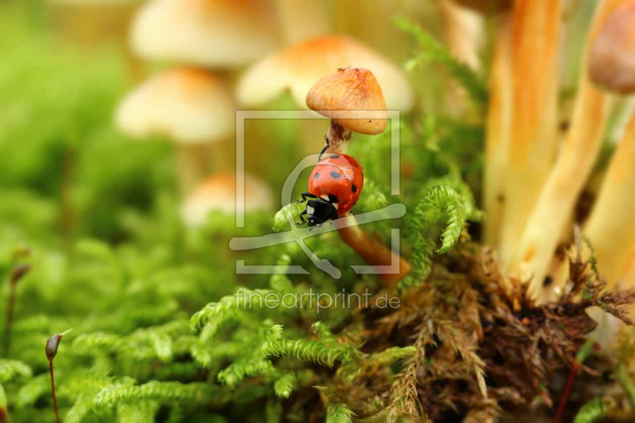 Bild-Nr.: 11044925 Kleiner Käfer auf großer Reise erstellt von Heike  Hultsch