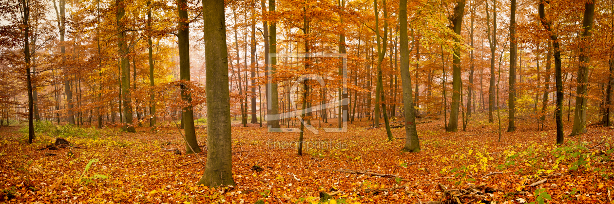 Bild-Nr.: 11189382 Herbstwald erstellt von Armin Redöhl