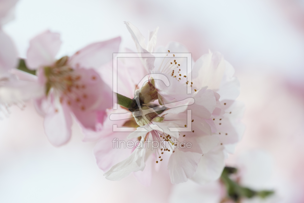 Bild-Nr.: 11208764 Kirschblüte 2 erstellt von danielschoenen