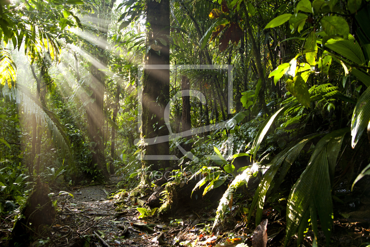Bild-Nr.: 11233038 Lichtstrahlen im Dschungel erstellt von reisefoto