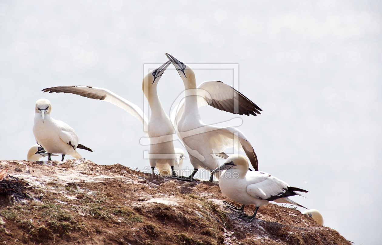 Bild-Nr.: 11309608 Basstölpel auf Helgoland erstellt von blende-acht