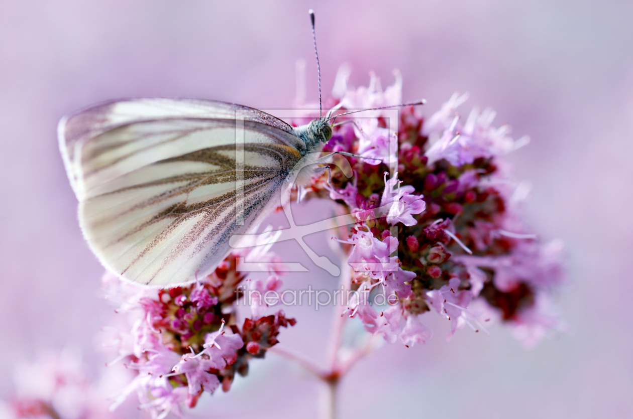Bild-Nr.: 11331039 Schmetterling erstellt von Atteloi