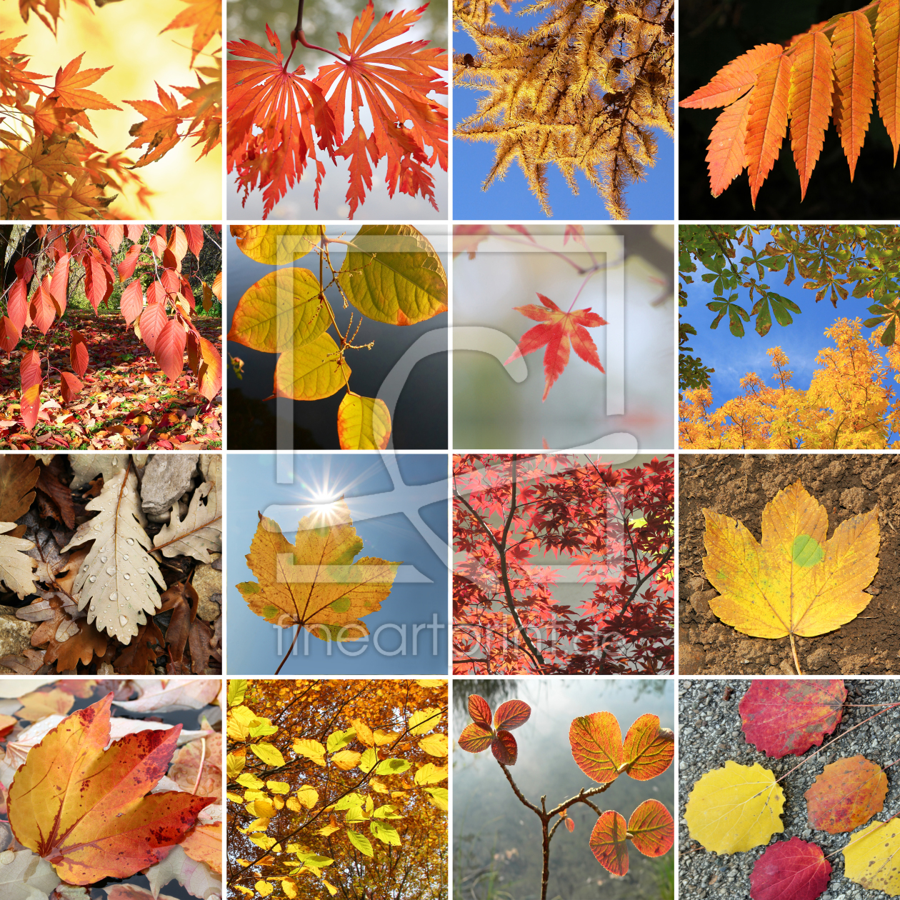 Bild-Nr.: 11340205 Collage - Herbstblätter erstellt von SusaZoom