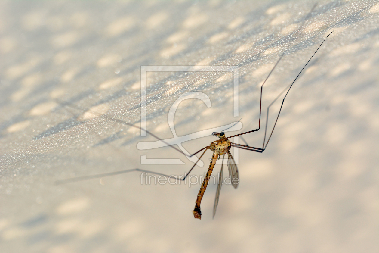 Bild-Nr.: 11352634 Kohlschnake erstellt von Ostfriese