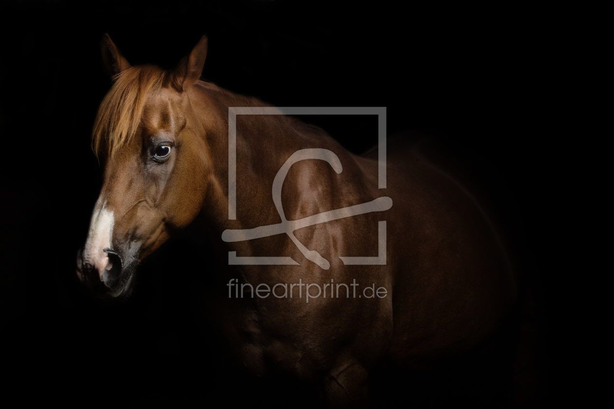 Bild-Nr.: 11361438  Quarter Horse erstellt von PhotoArtistWinni
