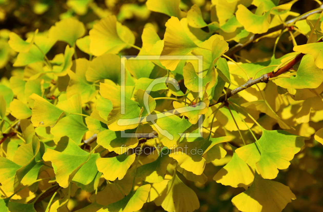 Bild-Nr.: 11385675 Ginkgo im Herbstkleid erstellt von GUGIGEI