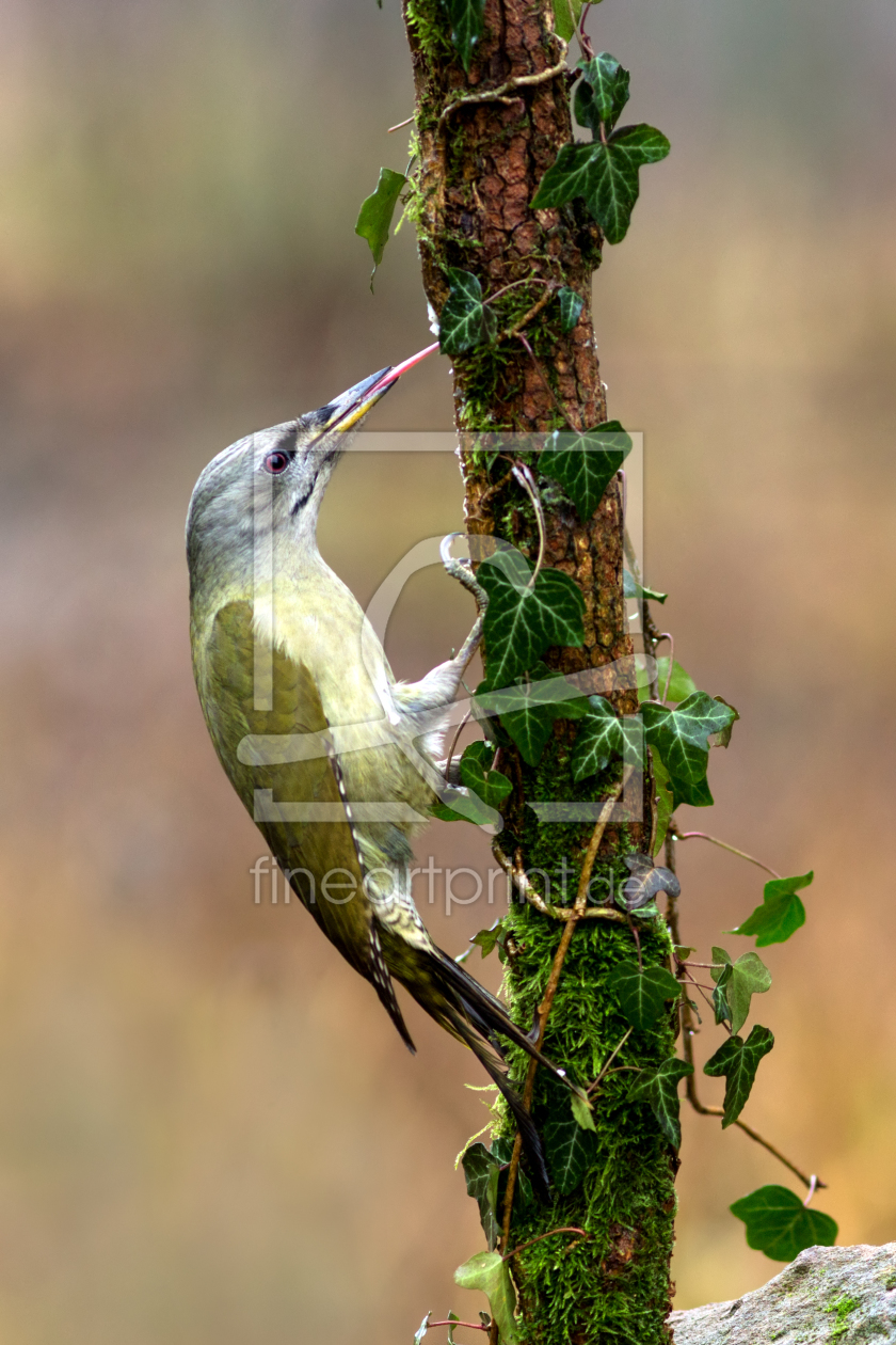 Bild-Nr.: 11435833 Grauspecht - Picus canus erstellt von Thomas Herzog