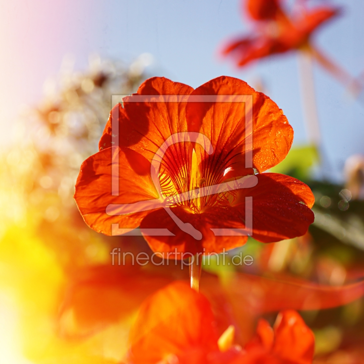 Bild-Nr.: 11458035 Tropaeolum erstellt von youhaveadream